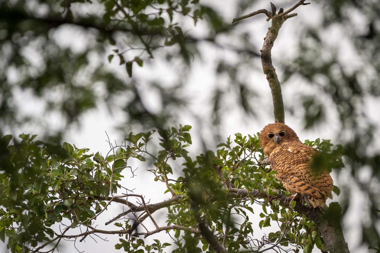 Rukiya Safari Camp Villa Hoedspruit Kültér fotó